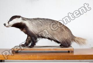 Badger body photo reference 0005